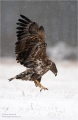 Seeadler