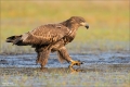 Seeadler