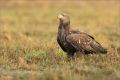 Seeadler