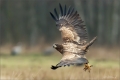 Seeadler