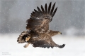 Seeadler