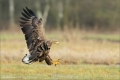 Seeadler