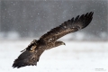 Seeadler