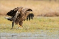 Seeadler