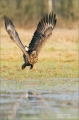 Seeadler