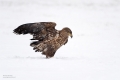 Seeadler