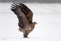 Seeadler