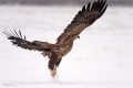 Seeadler