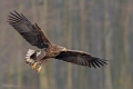 Seeadler