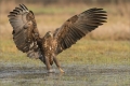 Seeadler