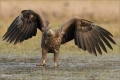 Seeadler