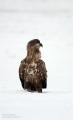 Seeadler