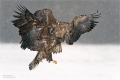 Seeadler