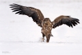 Seeadler