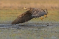 Seeadler