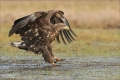 Seeadler