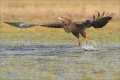 Seeadler