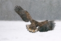 Seeadler