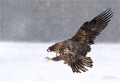 Seeadler