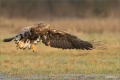 Seeadler