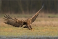 Seeadler