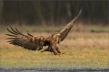 Seeadler