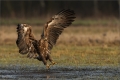 Seeadler