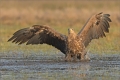 Seeadler