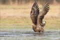 Seeadler