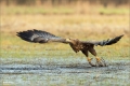 Seeadler