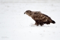 Seeadler