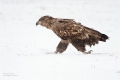 Seeadler