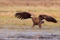 Seeadler