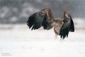 Seeadler