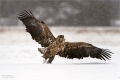 Seeadler