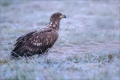 Seeadler