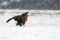 Seeadler