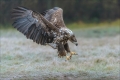 Seeadler