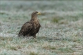 Seeadler