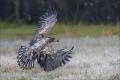 Seeadler