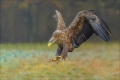 Seeadler