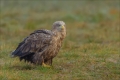 Seeadler