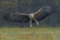 Seeadler