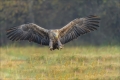 Seeadler