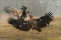 Seeadler