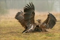 Seeadler