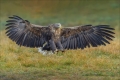 Seeadler