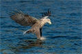 Seeadler