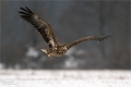 Seeadler