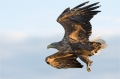 Seeadler